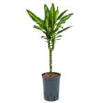 Dracaena cintho teresina S hydrocultuur plant