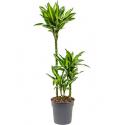 Dracaena cintho XS kamerplant