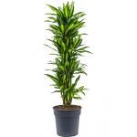 Dracaena cintho XL kamerplant