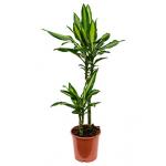 Dracaena cintho XXS kamerplant