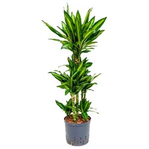 Dracaena cintho santos hydrocultuur plant