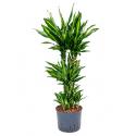 Dracaena cintho campinas hydrocultuur plant