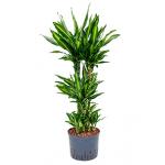 Dracaena cintho campinas hydrocultuur plant