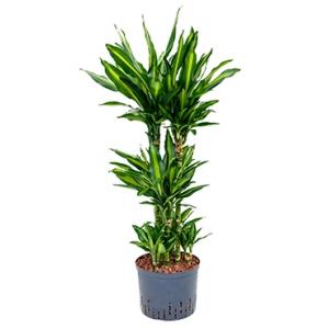 Dracaena cintho campinas hydrocultuur plant