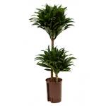 Dracaena compacta S hydrocultuur plant