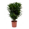 Dracaena compacta M kamerplant