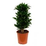 Dracaena compacta L kamerplant