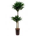 Dracaena compacta M hydrocultuur plant