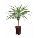 Dracaena deremensis cali hydrocultuur plant