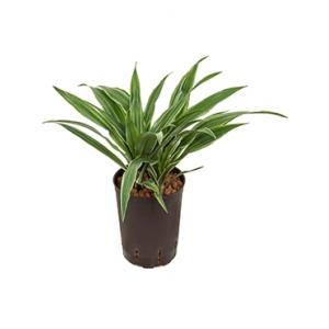 Dracaena deremensis popayan hydrocultuur plant