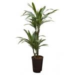 Dracaena deremensis tulua hydrocultuur plant