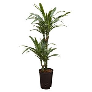 Dracaena deremensis tulua hydrocultuur plant