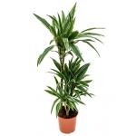 Dracaena deremensis S kamerplant