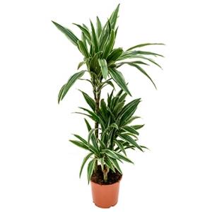 Dracaena deremensis S kamerplant