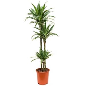 Dracaena deremensis M kamerplant