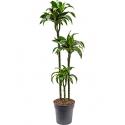 Dracaena dorado M kamerplant