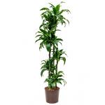 Dracaena dorado jaroma hydrocultuur plant