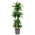 Dracaena dorado curana hydrocultuur plant