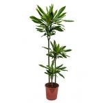 Dracaena gold dream kamerplant