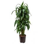 Dracaena hawaiian sunshine vertakt M hydrocultuur plant