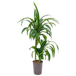 Dracaena hawaiian sunshine duo S hydrocultuur plant