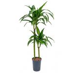 Dracaena hawaiian sunshine duo M hydrocultuur plant