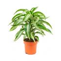 Dracaena jade jewel khaeyut guzeeth kamerplant