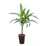 Dracaena janet craig hydrocultuur plant