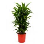 Dracaena janet craig multi vertakt kamerplant