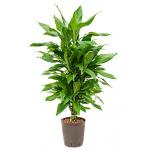 Dracaena janet lind leon hydrocultuur plant