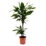 Dracaena janet lind XXS kamerplant