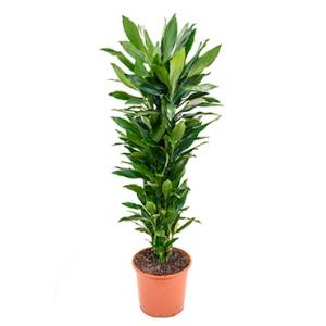 Dracaena janet lind XXL kamerplant