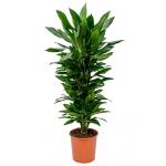 Dracaena janet lind XL kamerplant