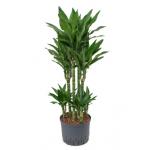 Dracaena janet lind torin hydrocultuur plant