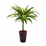 Dracaena lemon lime paita hydrocultuur plant