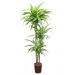 Dracaena lemon lime santoa hydrocultuur plant