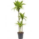 Dracaena lemon lime stam XL kamerplant