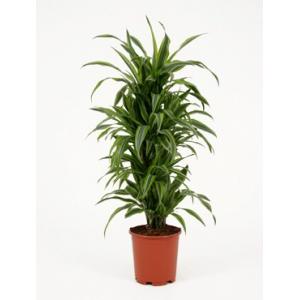 Dracaena lemon lime multi S kamerplant