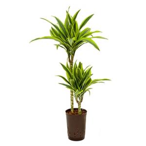 Dracaena lemon lime ate hydrocultuur plant