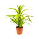 Dracaena lemon lime kop S kamerplant