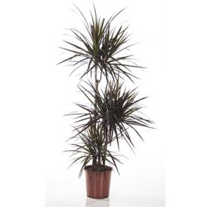 Dracaena magenta kamerplant