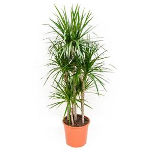 Dracaena marginata L kamerplant