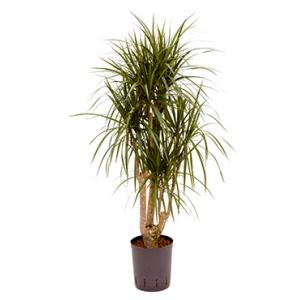 Dracaena marginata L hydrocultuur plant