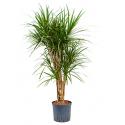 Dracaena marginata XL hydrocultuur plant