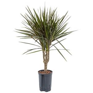 Dracaena marginata spider M hydrocultuur plant