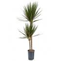 Dracaena marginata spider duo M hydrocultuur plant