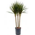 Dracaena marginata spider trio 45 hydrocultuur plant