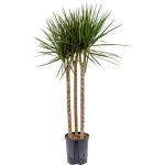 Dracaena marginata spider trio 60 hydrocultuur plant