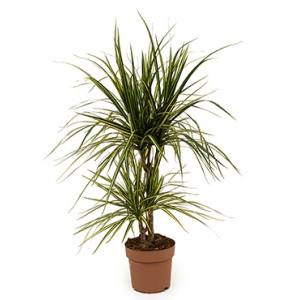 Dracaena marginata sunray S kamerplant