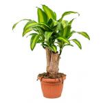 Dracaena massangeana M kamerplant